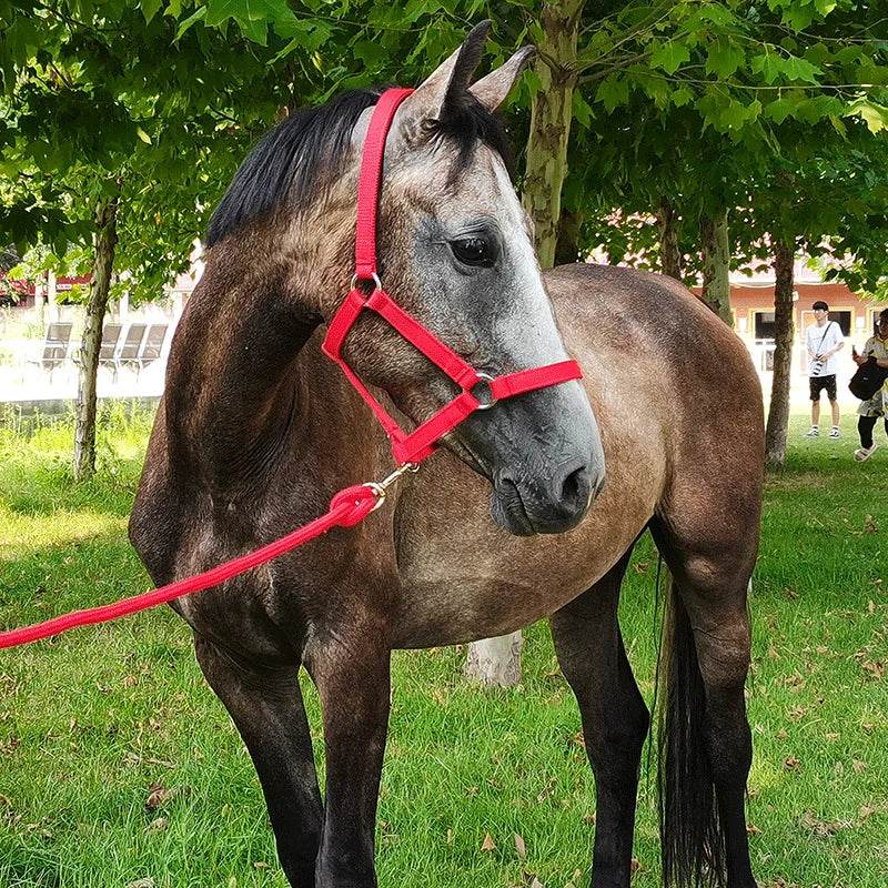 Cavassion usine directement vente Anti-friction protégeant la peau de cheval bride équitation Halter8218001 - Animaleriex