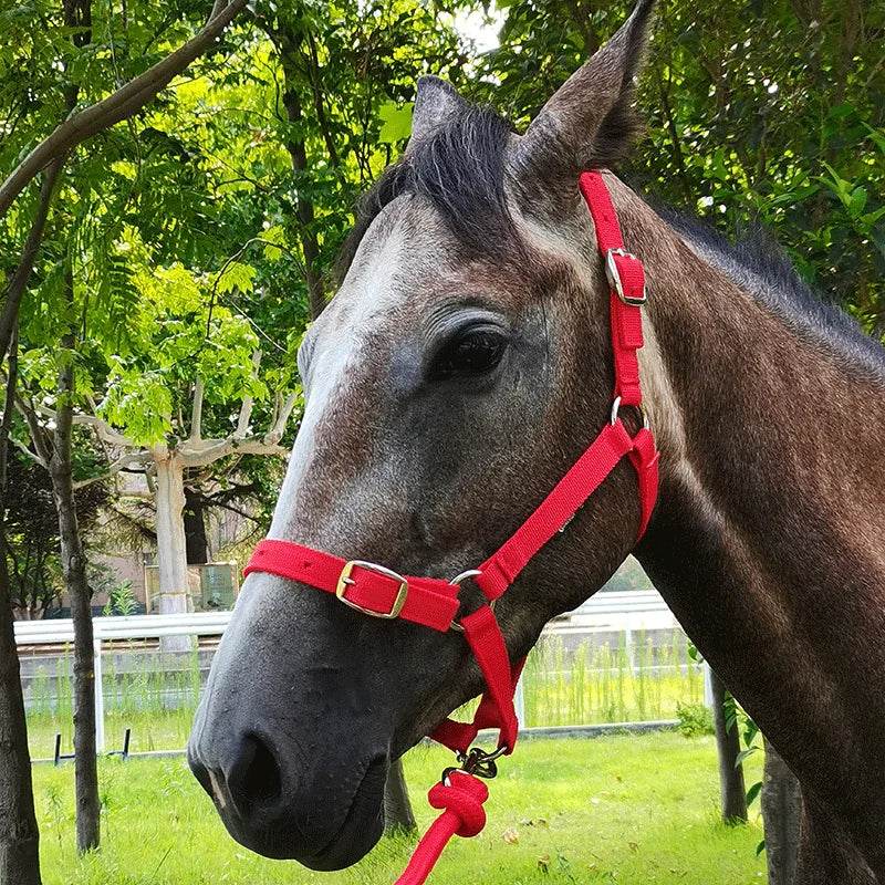 Cavassion usine directement vente Anti-friction protégeant la peau de cheval bride équitation Halter8218001 - Animaleriex