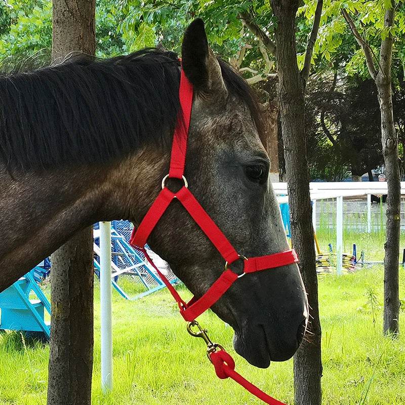 Cavassion usine directement vente Anti-friction protégeant la peau de cheval bride équitation Halter8218001 - Animaleriex