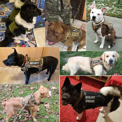 Harnais tactique pour chien, gilet d'entraînement pour animaux de compagnie, harnais militaire pour chien, collier de laisse pour petits, moyens et grands chiens, marche et chasse - Animaleriex
