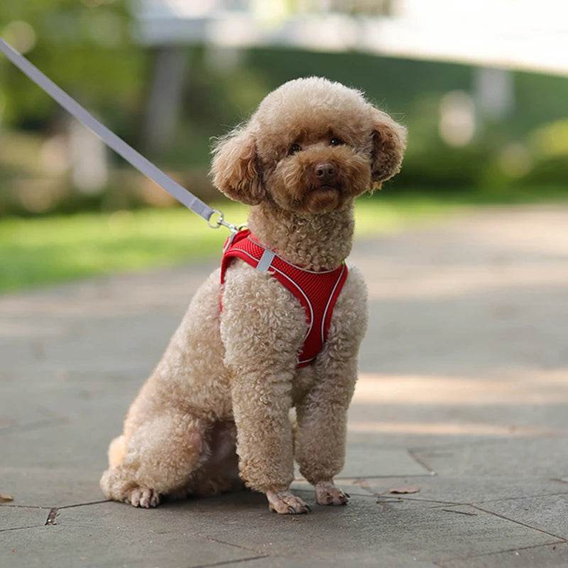Ensemble de laisse de harnais pour chien pour petits chiens, harnais réglable pour chiot et chat, gilet bouledogue français, Chihuahua, carlin, laisse de marche en plein air - Animaleriex