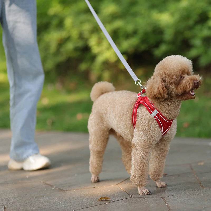 Ensemble de laisse de harnais pour chien pour petits chiens, harnais réglable pour chiot et chat, gilet bouledogue français, Chihuahua, carlin, laisse de marche en plein air - Animaleriex