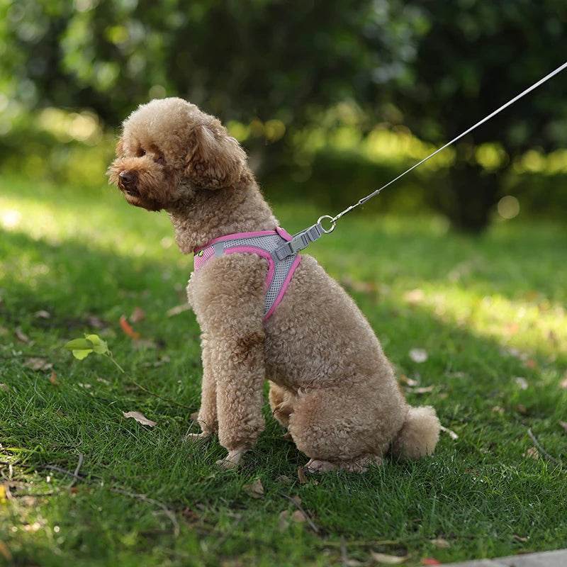 Ensemble de laisse de harnais pour chien pour petits chiens, harnais réglable pour chiot et chat, gilet bouledogue français, Chihuahua, carlin, laisse de marche en plein air - Animaleriex