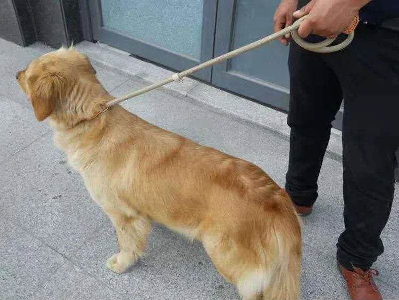 Laisse pour chien, corde coulissante, laisse en plomb, corde tressée robuste, collier à boucle réglable, laisse d'entraînement pour chiens de taille moyenne et grande - Animaleriex