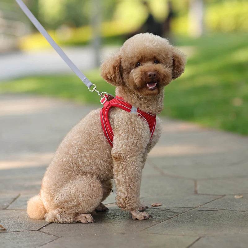 Ensemble de laisse de harnais pour chien pour petits chiens, harnais réglable pour chiot et chat, gilet bouledogue français, Chihuahua, carlin, laisse de marche en plein air - Animaleriex