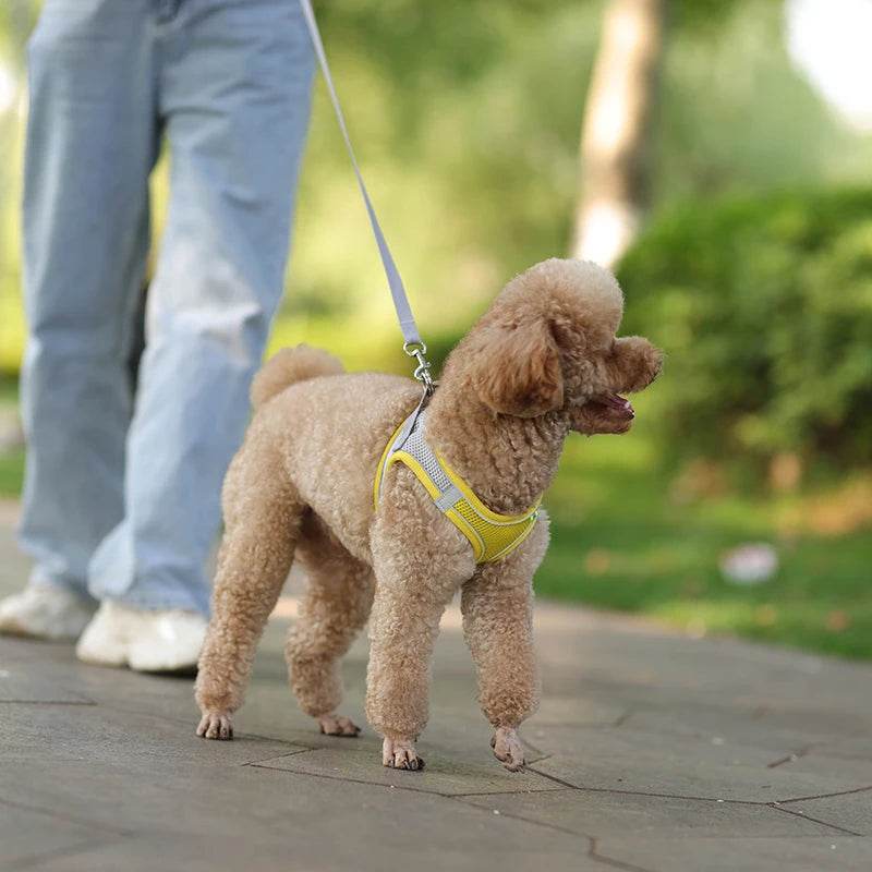 Ensemble de laisse de harnais pour chien pour petits chiens, harnais réglable pour chiot et chat, gilet bouledogue français, Chihuahua, carlin, laisse de marche en plein air - Animaleriex