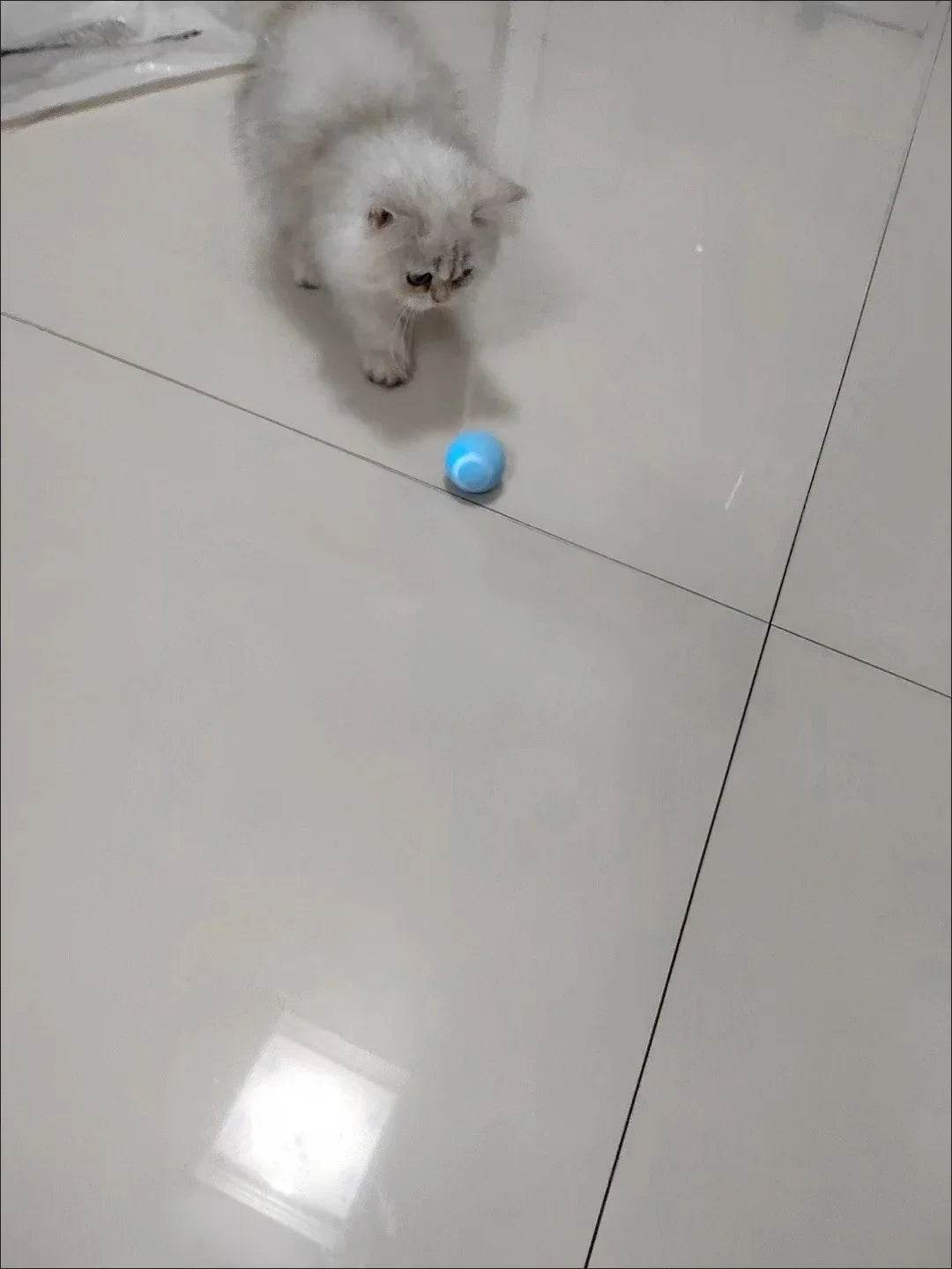 Balle Interactive pour chat, jouets intelligents pour animaux de compagnie, boule magique à roulement automatique d'intérieur, jouet interactif électronique, accessoires de jeu pour chat - Animaleriex
