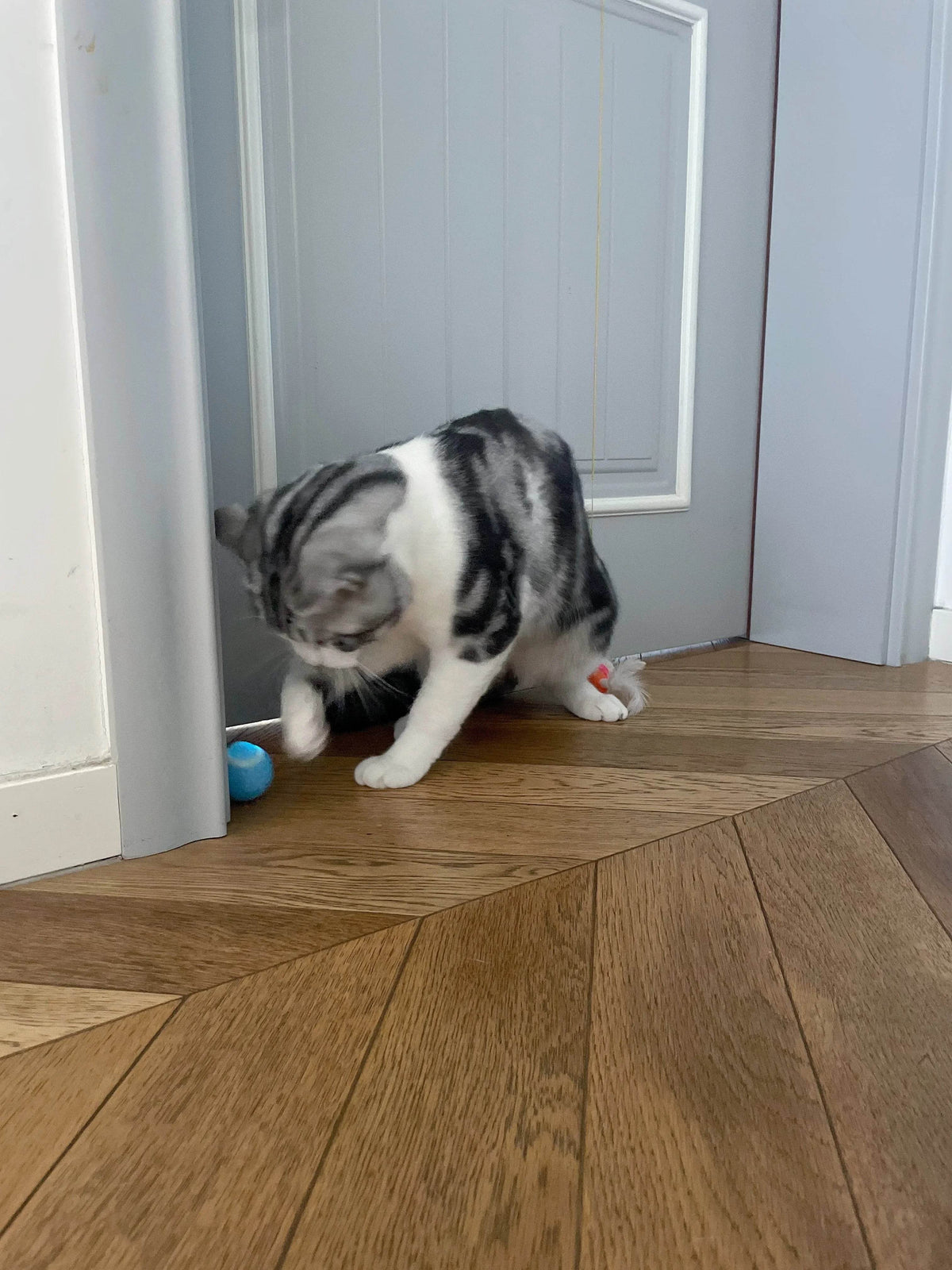 Balle Interactive pour chat, jouets intelligents pour animaux de compagnie, boule magique à roulement automatique d'intérieur, jouet interactif électronique, accessoires de jeu pour chat - Animaleriex