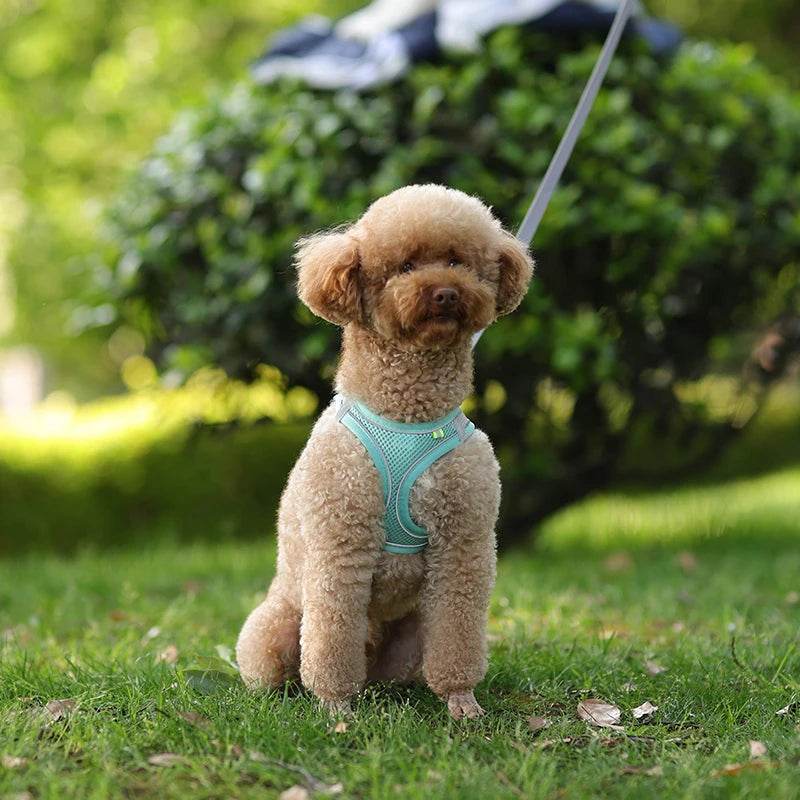 Ensemble de laisse de harnais pour chien pour petits chiens, harnais réglable pour chiot et chat, gilet bouledogue français, Chihuahua, carlin, laisse de marche en plein air - Animaleriex