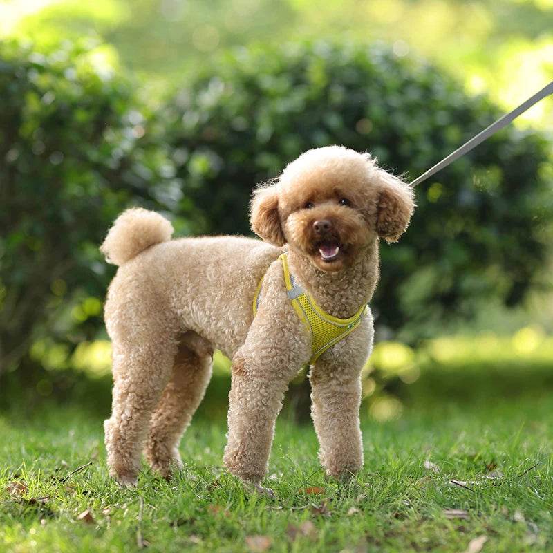Ensemble de laisse de harnais pour chien pour petits chiens, harnais réglable pour chiot et chat, gilet bouledogue français, Chihuahua, carlin, laisse de marche en plein air - Animaleriex