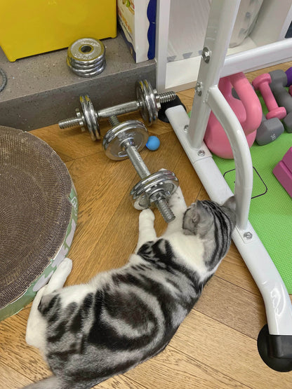 Balle Interactive pour chat, jouets intelligents pour animaux de compagnie, boule magique à roulement automatique d'intérieur, jouet interactif électronique, accessoires de jeu pour chat - Animaleriex