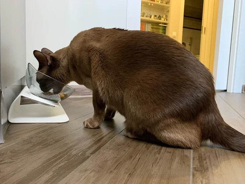 Double bol antidérapant pour chat, bol pour chien avec support, alimentation pour animaux de compagnie, bol d'eau pour chats, nourriture pour animaux de compagnie, fournitures de produits - Animaleriex