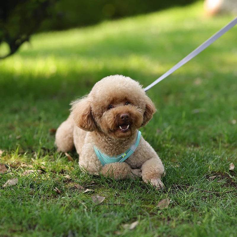 Ensemble de laisse de harnais pour chien pour petits chiens, harnais réglable pour chiot et chat, gilet bouledogue français, Chihuahua, carlin, laisse de marche en plein air - Animaleriex