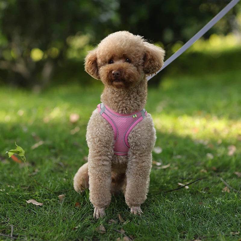 Ensemble de laisse de harnais pour chien pour petits chiens, harnais réglable pour chiot et chat, gilet bouledogue français, Chihuahua, carlin, laisse de marche en plein air - Animaleriex