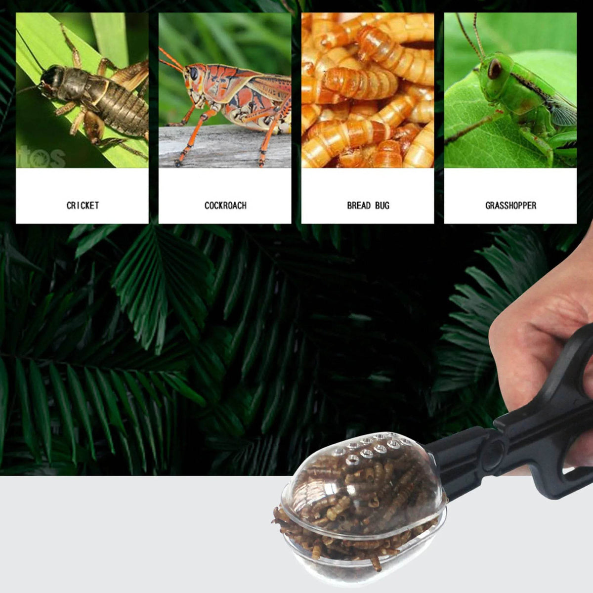 Reptile Terrarium lézards pinces en plastique pince à épiler outil d'alimentation pour animaux de compagnie pince enfants école plante insecte biologie outil d'étude - Animaleriex