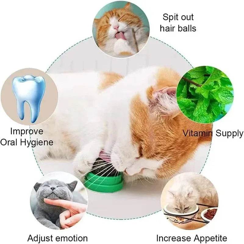 Poste à gratter naturel en herbe à chat, grattoir pour chat, autocollant mural, boule, jouet, produits pour animaux de compagnie, jouets thérapeutiques sains, maison - Animaleriex