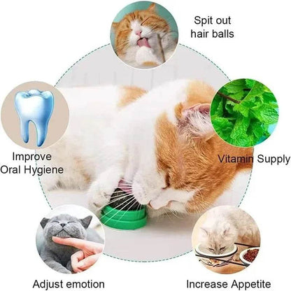 Poste à gratter naturel en herbe à chat, grattoir pour chat, autocollant mural, boule, jouet, produits pour animaux de compagnie, jouets thérapeutiques sains, maison - Animaleriex