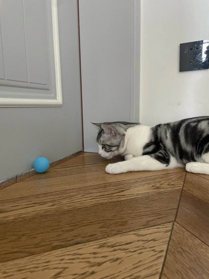 Balle Interactive pour chat, jouets intelligents pour animaux de compagnie, boule magique à roulement automatique d'intérieur, jouet interactif électronique, accessoires de jeu pour chat - Animaleriex